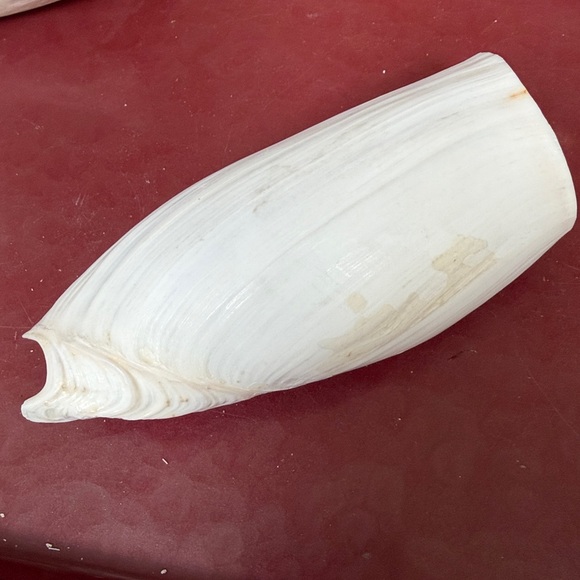 Medium Size Shells Not Found In Typical Souveneir Packs - Picture 8 of 16